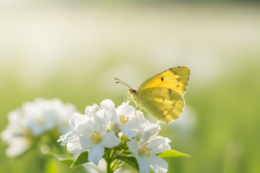 Small yellow butterfly resting on white wildflowers in a garden