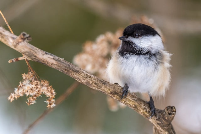 A small black-and-white bird perched on a thin brown branch with soft beige dried flowers against a blurred natural background.